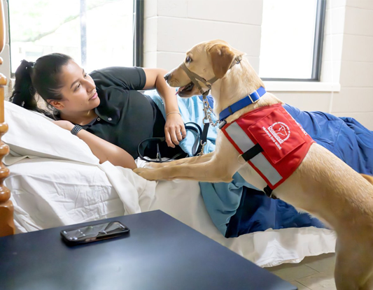 Person sitting on couch with a yellow labrador