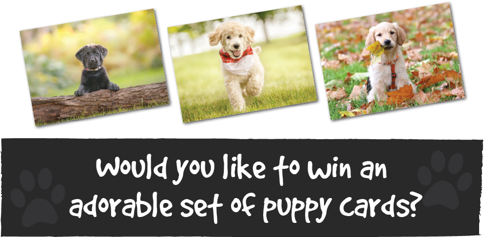 Would you like to win an adorable set of puppy cards?
